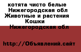 котята чисто белые - Нижегородская обл. Животные и растения » Кошки   . Нижегородская обл.